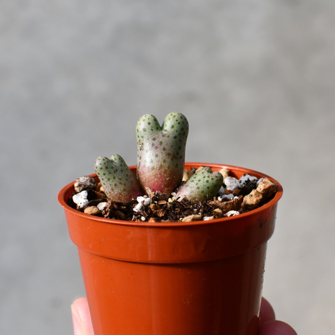 Conophytum marginatum