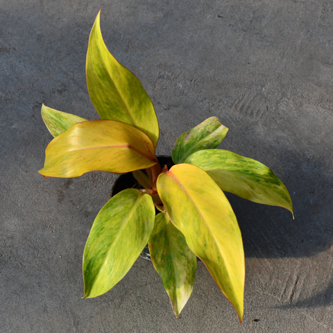 Philodendron 'Orange Marmalade'