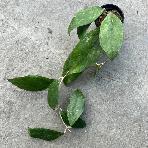 Hoya finlaysonii Nova 