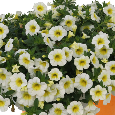 Calibrachoa Aloha Kona Sunshine (Blanc et jaune)