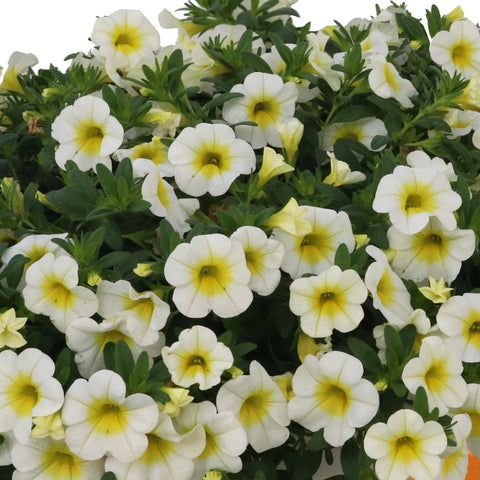 Calibrachoa Aloha Nani Appleblossom (Rose bicolor)