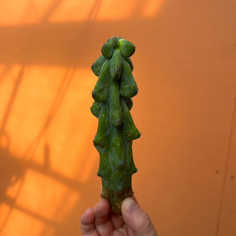 Myrtillocactus geometrizans cv. Fukurokuryuzinboku