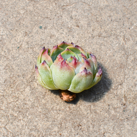 Echeveria 'Chihuaensis'