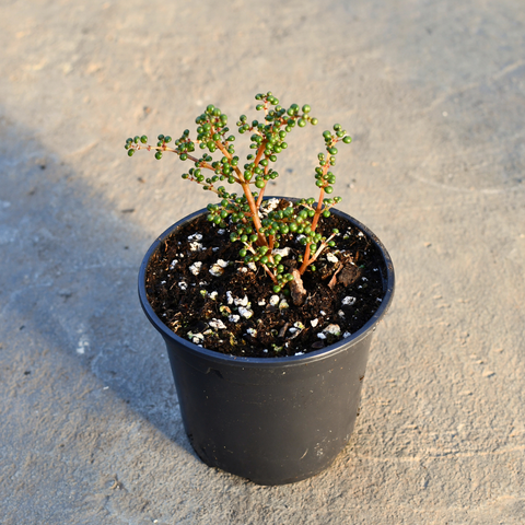 Pilea serpyllacea 'Globosa' 4.25po