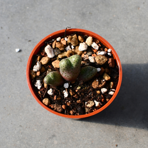 Conophytum marginatum