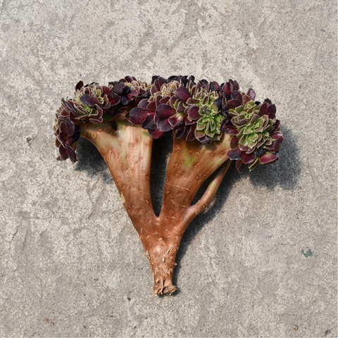 Aeonium arboreum 'Velour' cristata