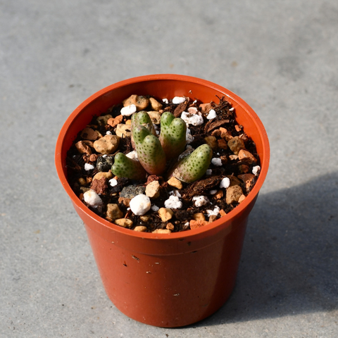 Conophytum marginatum