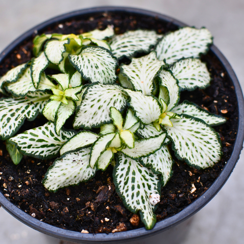 Fittonia verschaffeltii 'Lovers'