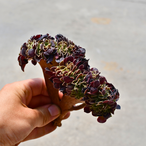 Aeonium arboreum 'Velour' cristata