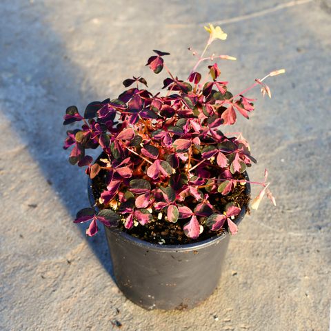 Oxalis vulcanicola 'Plum Crazy' 4.25po