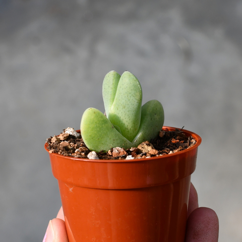 Cheiridopsis pillansii