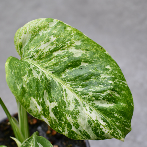 Monstera deliciosa 'Albo'