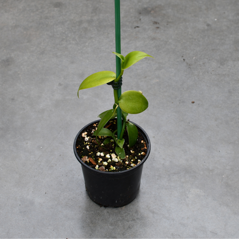 Vanilla planifolia (Orchidée vanille)