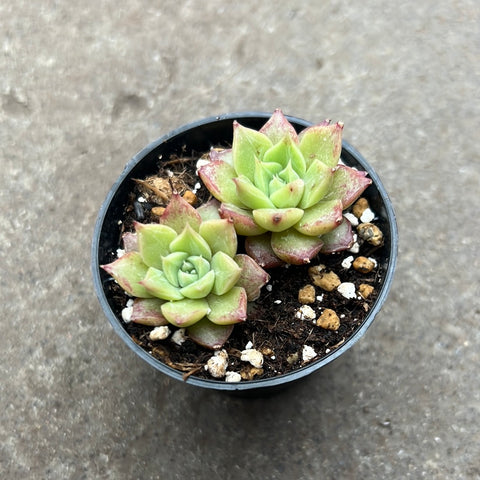 Echeveria 'Conch