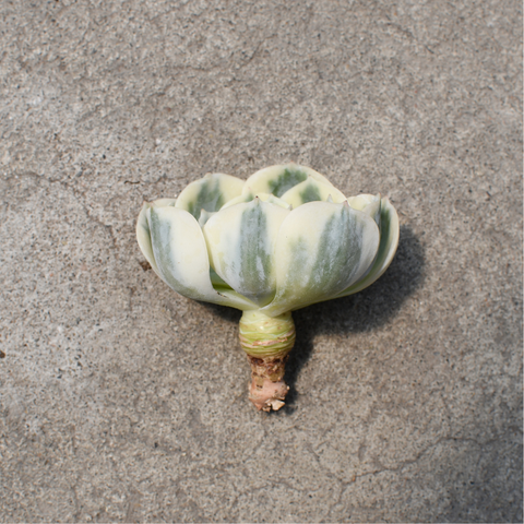 Echeveria 'Compton Carousel'