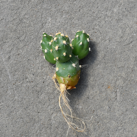 Tephrocactus neuquensis