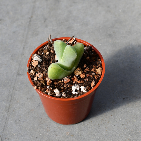 Cheiridopsis pillansii