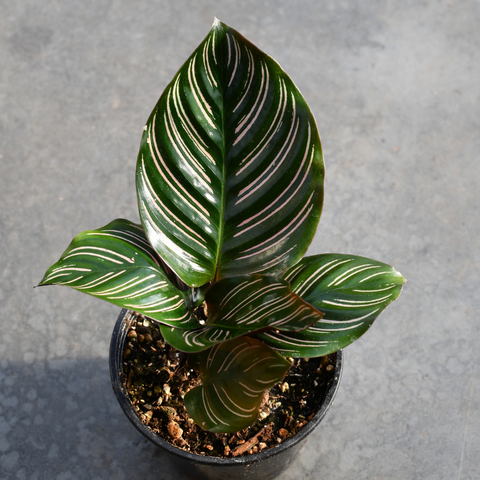 Calathea ornata ‘Sanderiana’