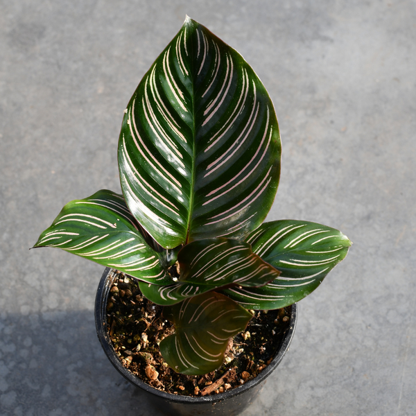 Calathea ornata ‘Sanderiana’
