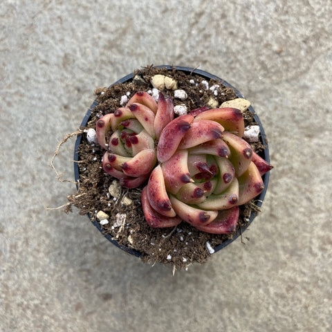 Echeveria 'Blue Dragon