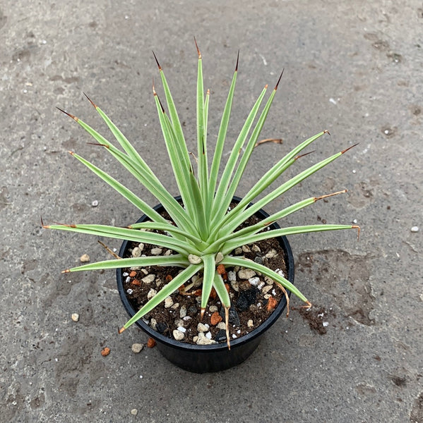 Agave stricta f. Nana f. variegata | Succulents | Plantarium