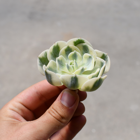 Echeveria 'Compton Carousel'