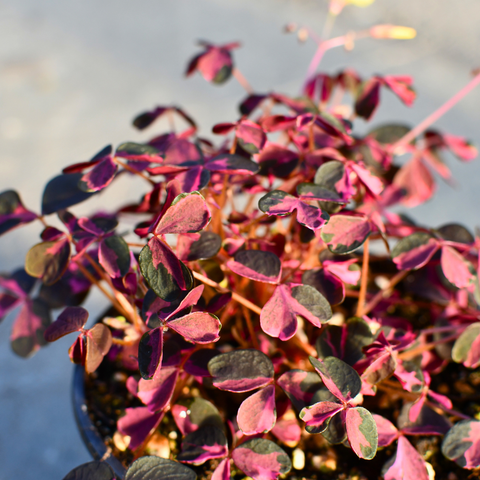 Oxalis vulcanicola 'Plum Crazy' 