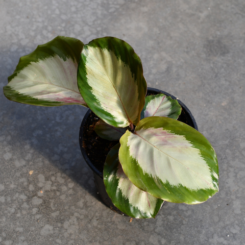 Calathea ‘Royal Standard’