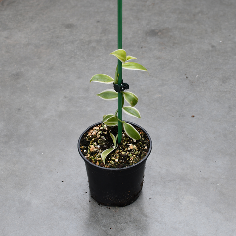 Vanilla planifolia 'Albo-Variegata'