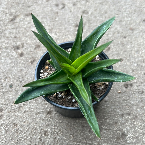 Aloe cv. Black gem f. variegata 