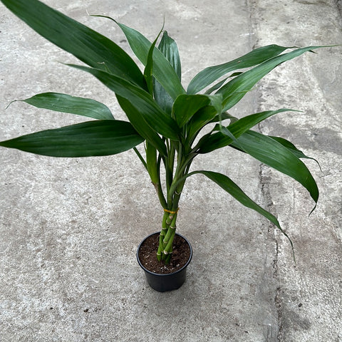 Dracaena sanderiana braided