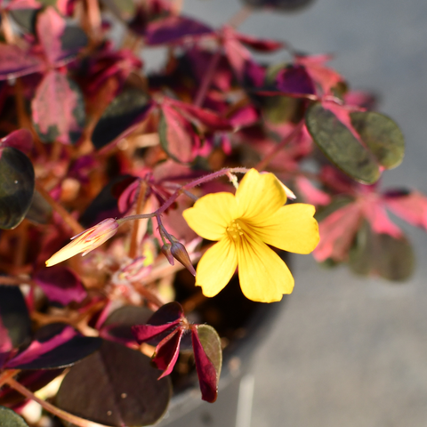 Oxalis vulcanicola 'Plum Crazy' 
