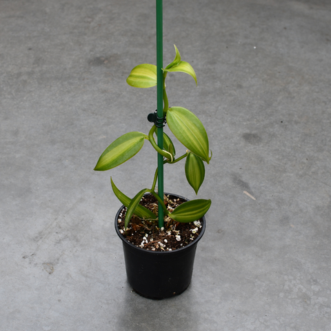 Vanilla planifolia variegata