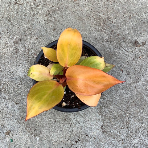 philodendron prince of orange entretien Philodendron 'Prince of Orange' – Serres Lavoie