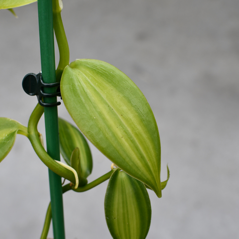 Vanilla planifolia variegata