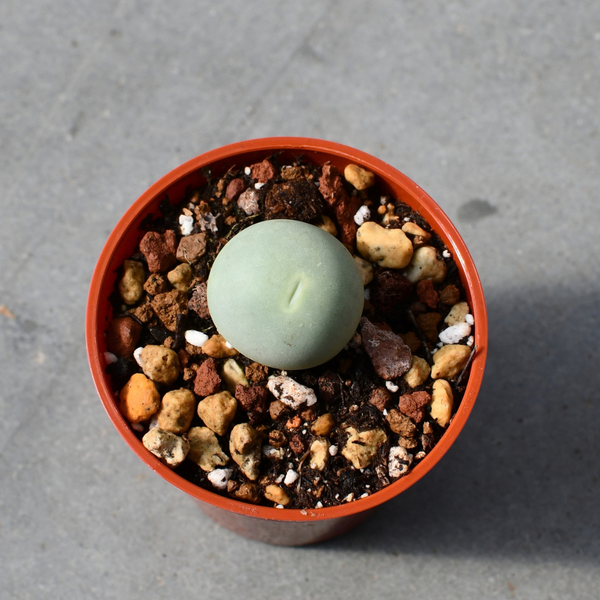 Conophytum calculus