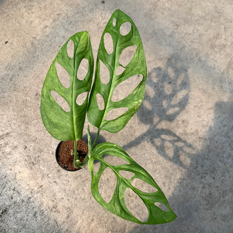 Monstera adansonii 'Indo' variegata