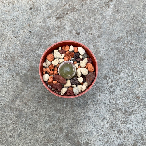 Conophytum burgeri