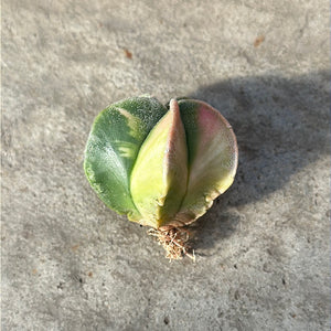 Astrophytum myriostigma variegata