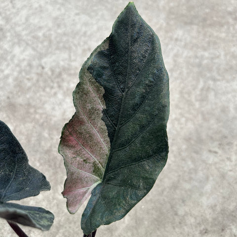 Alocasia chienlii 'Antoro Velvet' variegata