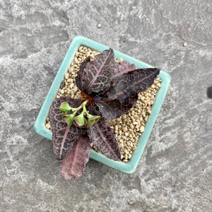 Euphorbia francoisii hybrid avec pot décoratif