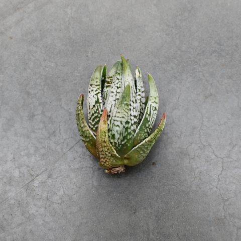 Haworthia 'Emperor'