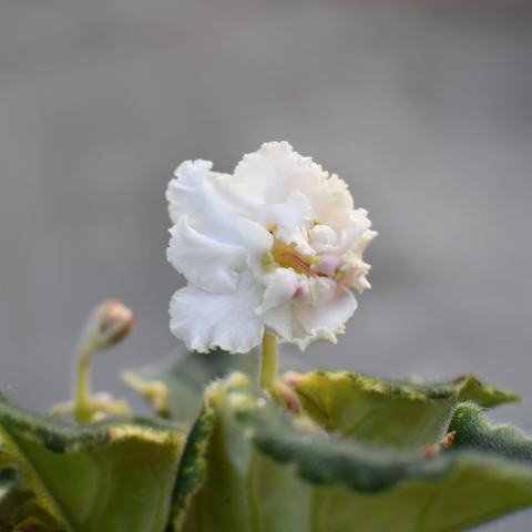 Saintpaulia (African violet) 'Berries N' Snow'