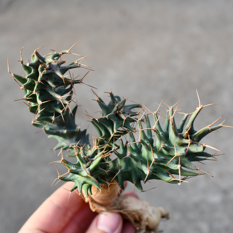 Euphorbia tortirama