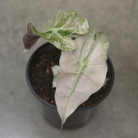 Alocasia amazonica polly 