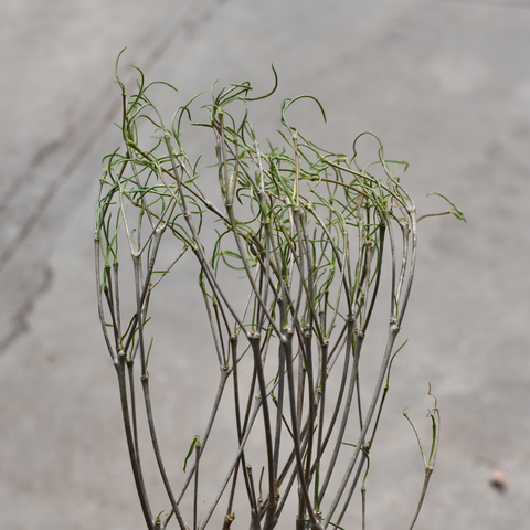 Euphorbia hedyotoides