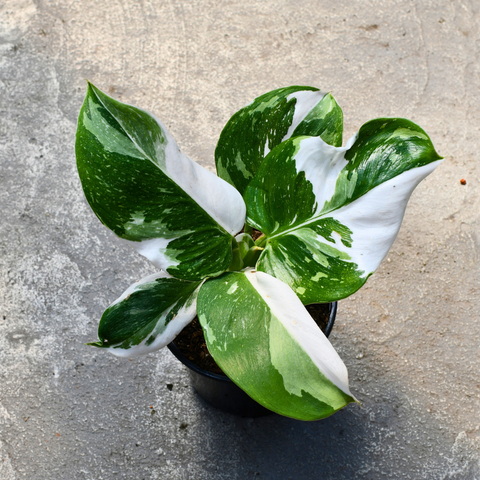 Philodendron punctata