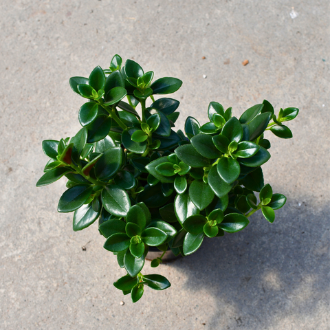 Nematanthus gregarius