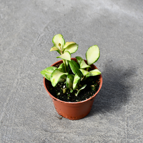 Hoya heuschkeliana variegata 