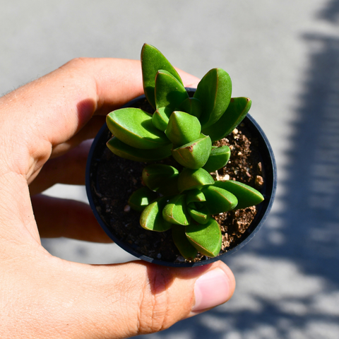 Crassula capitella ‘Benjamin’